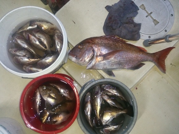7月12日 帰って少し夜釣り 胴付きでいいサイズの真鯛 黒潮丸 広島 遊魚船 釣り船 お問い合わせ ０９０ ６４１１ ８８８２