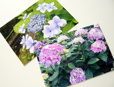 紫陽花の季節_c0121933_1741987.jpg