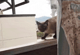 c0001339_7315028.gif