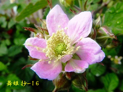 与謝野晶子第五歌集≪舞姫≫抄-16 : Merrydiary 与謝野晶子第五歌集≪舞姫≫抄-16 : Merrydiary