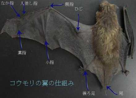 コウモリのいやなところ サンタラ 砂田の別冊 スナダ コウモリのいやなところ サンタラ 砂田の別冊 スナダ