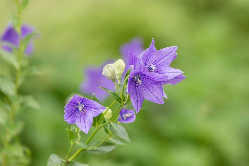 モントブレチアの花に止まっていたノシメトンボ_f0044056_06425108.jpg