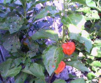 b0105259_845975.jpg