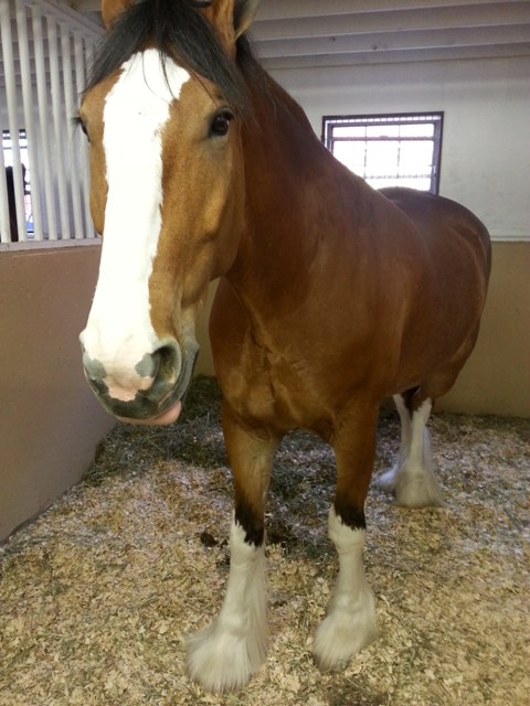 バドワイザーのキャラクター馬 クライズデールを見学 しんしな亭 In シンシナティ ブログ バドワイザーのキャラクター馬 クライズデールを見学 しんしな亭 In シンシナティ ブログ