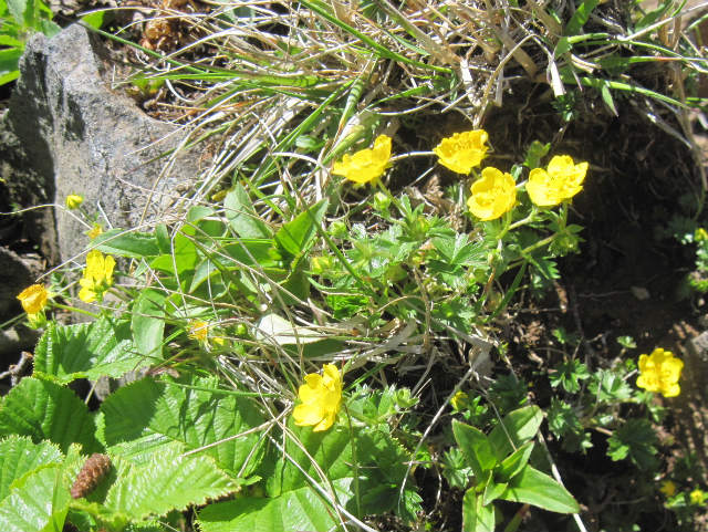 2015.6.25～7.10　北海道の山旅（中編）_c0219866_1842461.jpg