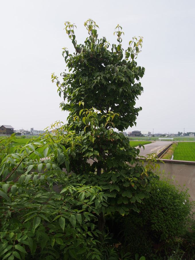 b0194267_19582954.jpg