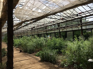 日曜日にハーブガーデンへ_a0191183_16344969.jpg
