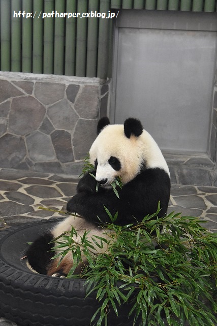 ２０１５年７月　王子動物園　ポン仔ちゃん初めまして_a0052986_23404848.jpg