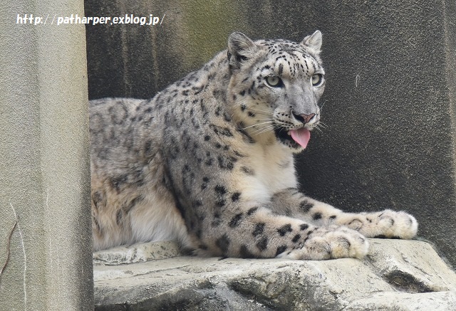 ２０１５年７月　王子動物園　ポン仔ちゃん初めまして_a0052986_23423158.jpg