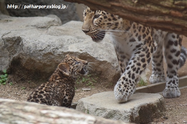 ２０１５年７月　王子動物園　ポン仔ちゃん初めまして_a0052986_7251438.jpg