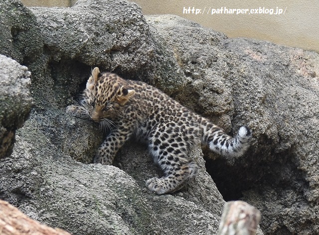 ２０１５年７月　王子動物園　ポン仔ちゃん初めまして_a0052986_7264032.jpg