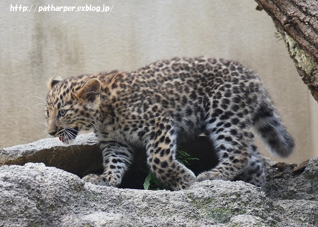 ２０１５年７月　王子動物園　ポン仔ちゃん初めまして_a0052986_727221.jpg