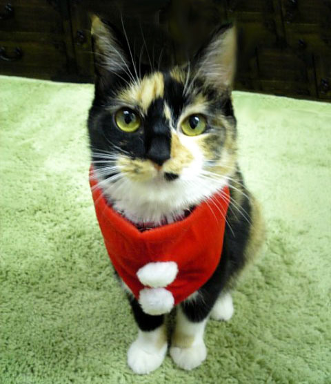 【ちくびねこ】も商標登録されました!!!_d0224894_044138.jpg