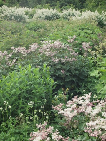 「千年の森」のボーダーに恋する♪･･････北海道その４_b0331802_23214421.jpg