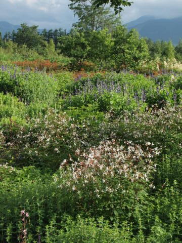 「千年の森」のボーダーに恋する♪･･････北海道その４_b0331802_23214586.jpg