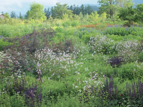 「千年の森」のボーダーに恋する♪･･････北海道その４_b0331802_23214600.jpg