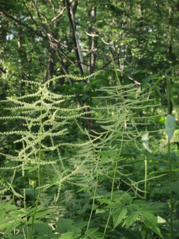 「千年の森」のボーダーに恋する♪･･････北海道その４_b0331802_23263000.jpg