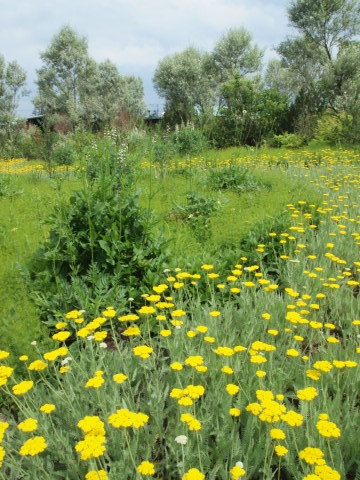 「千年の森」のボーダーに恋する♪･･････北海道その４_b0331802_23263033.jpg