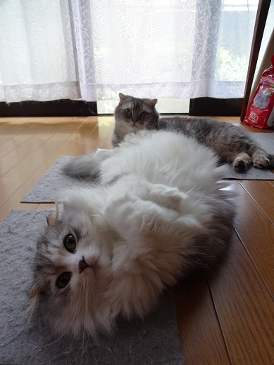 あ~--;な多肉と猫達。。_c0178104_08135080.jpg