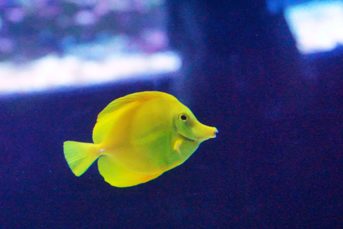 すみだ水族館_a0263109_10103216.jpg