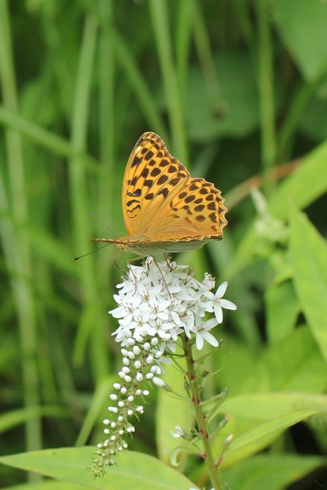 ヒョウモンチョウ3種_c0344412_05010798.jpg