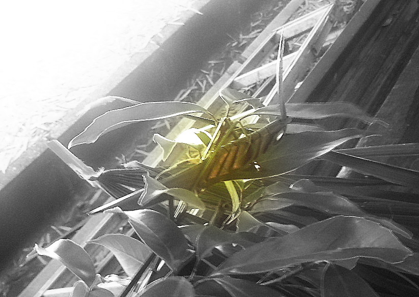 e0097512_109087.jpg