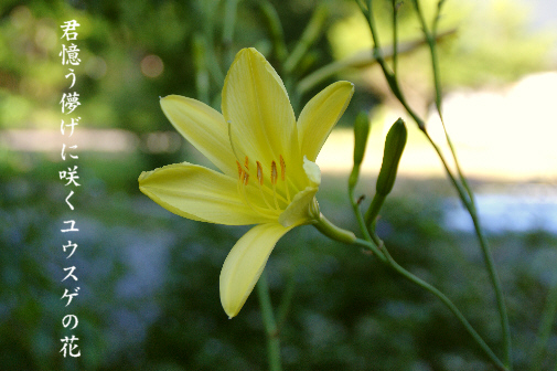 夕菅の花_e0099713_2135497.jpg