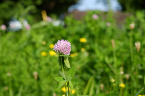 X-T10とXF35mmF1.4 Rで花撮影_e0349124_09511336.jpg