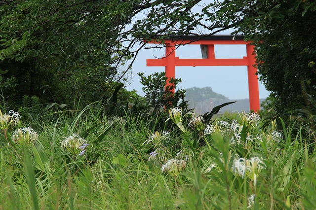 三輪崎海岸と久嶋、鈴島散策　（その1）_e0321325_11152934.jpg