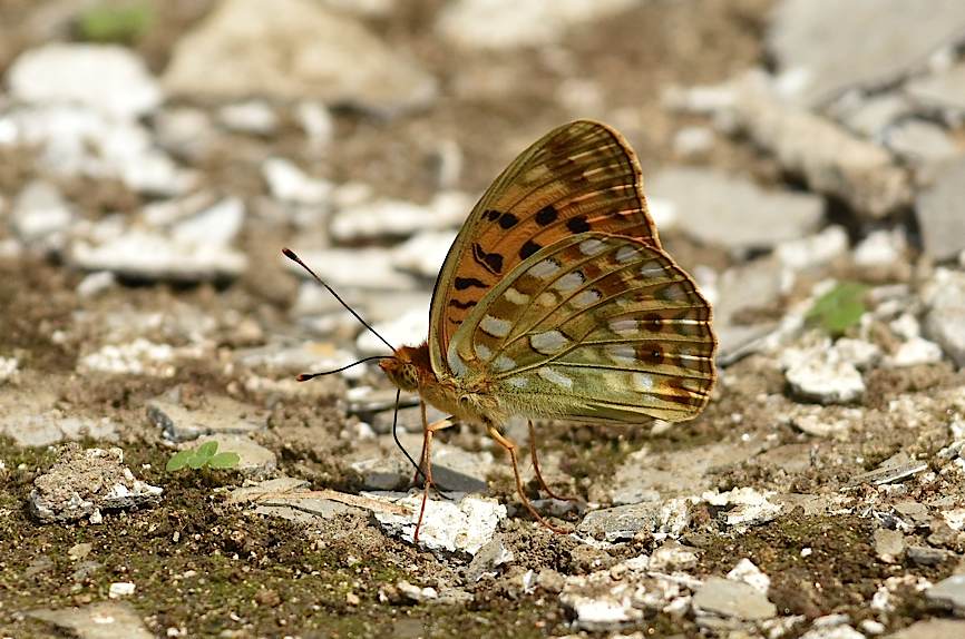 クジャクチョウ今季初撮り、ほか(2015年7月14日) _d0303129_14144413.jpg