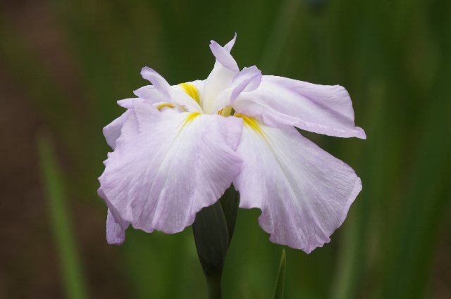 今頃ですが☆花しょうぶ（ピンク）・その２_a0122932_1010254.jpg