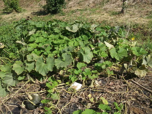 あれこれ野菜で..野菜だけの天ぷら!_b0137932_1615579.jpg