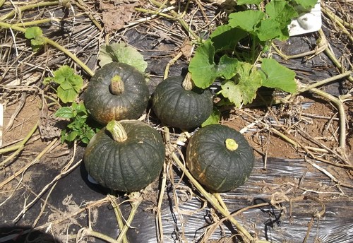 あれこれ野菜で..野菜だけの天ぷら!_b0137932_1621477.jpg