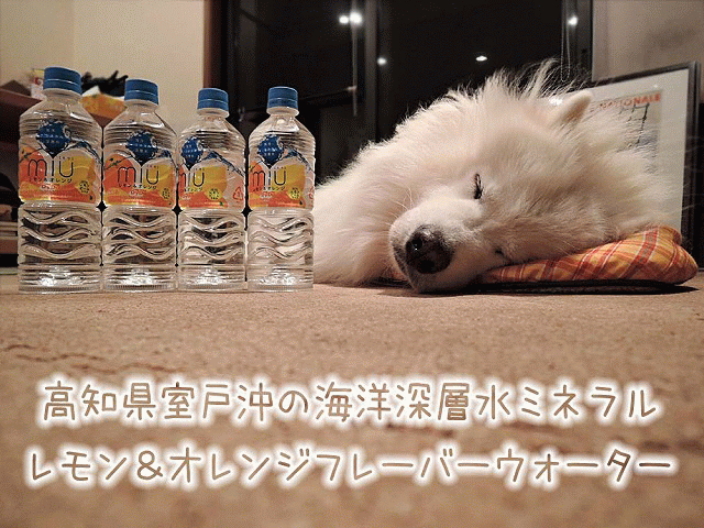 【モラタメ】 miu レモン＆オレンジ_c0062832_657828.gif