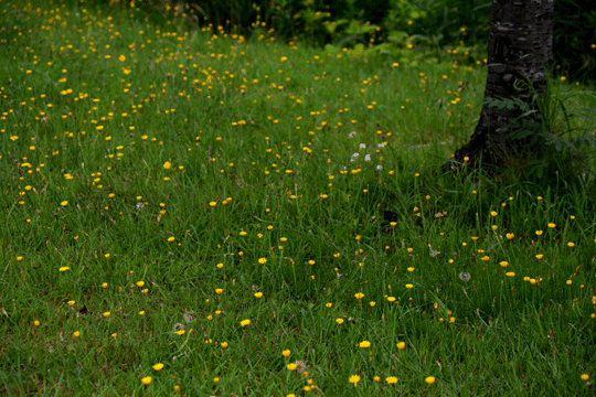 c0093046_653999.gif