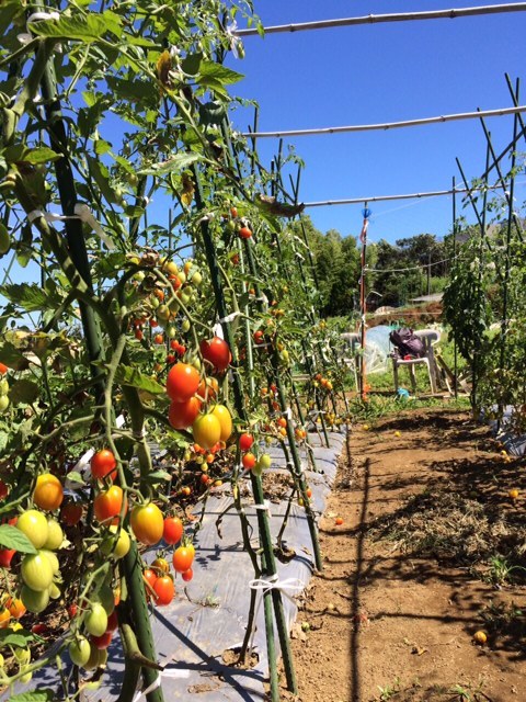 長雨でトマト半分の収穫になりましたが　鈴なりのトマト達　収穫　今朝は　飯田　吉田さんの２名　 熱中症対策万全で臨みます_c0222448_12344877.jpg