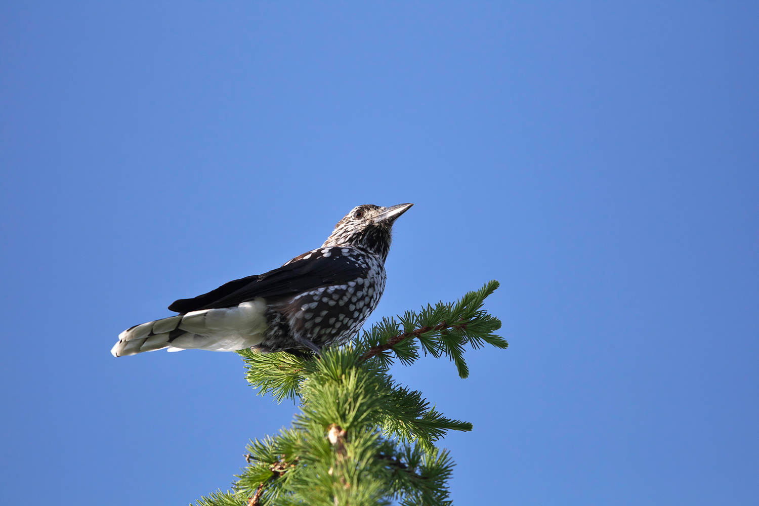 ホシガラス Spotted Nutcracker_d0013455_6452390.jpg