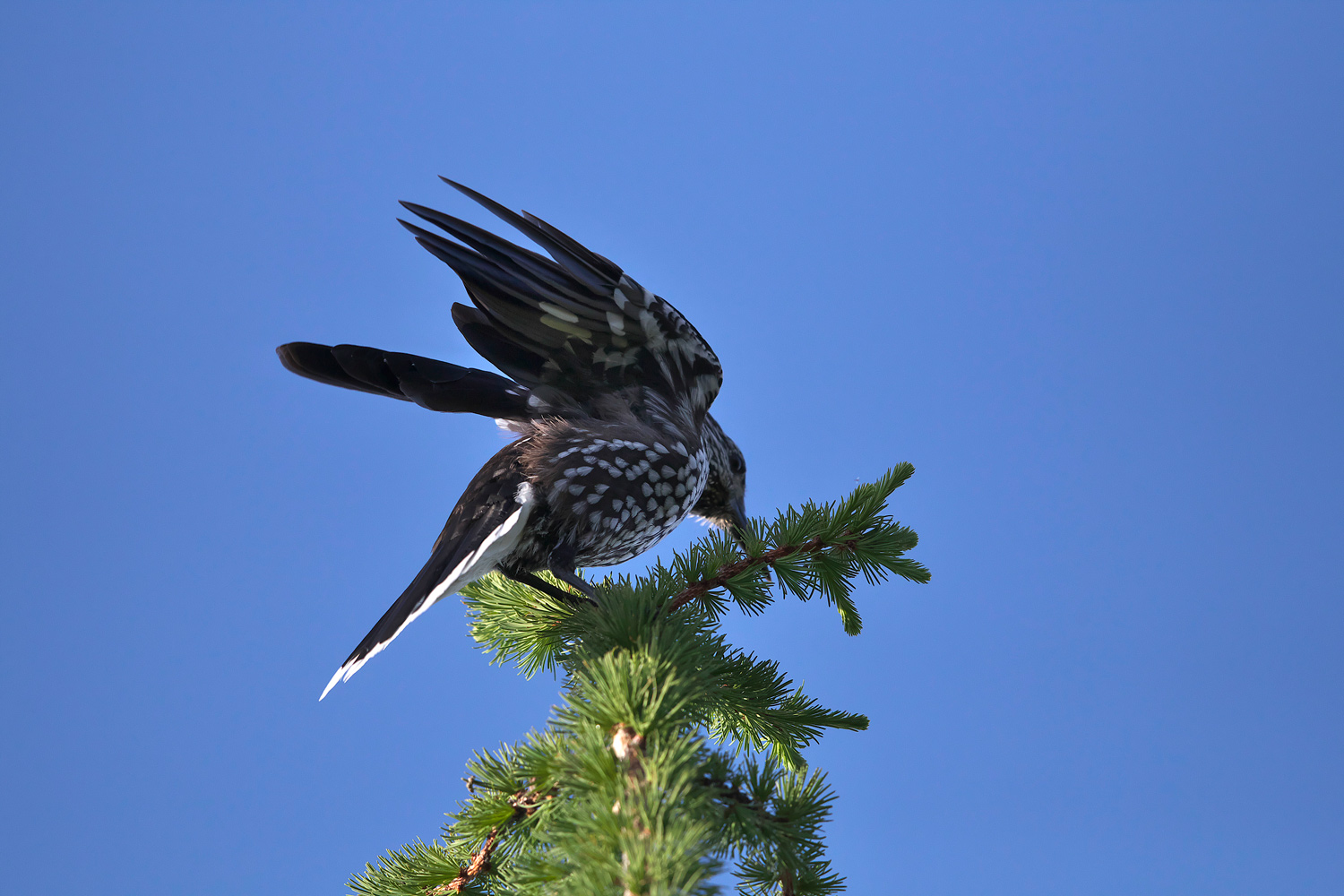 ホシガラス Spotted Nutcracker_d0013455_6453742.jpg