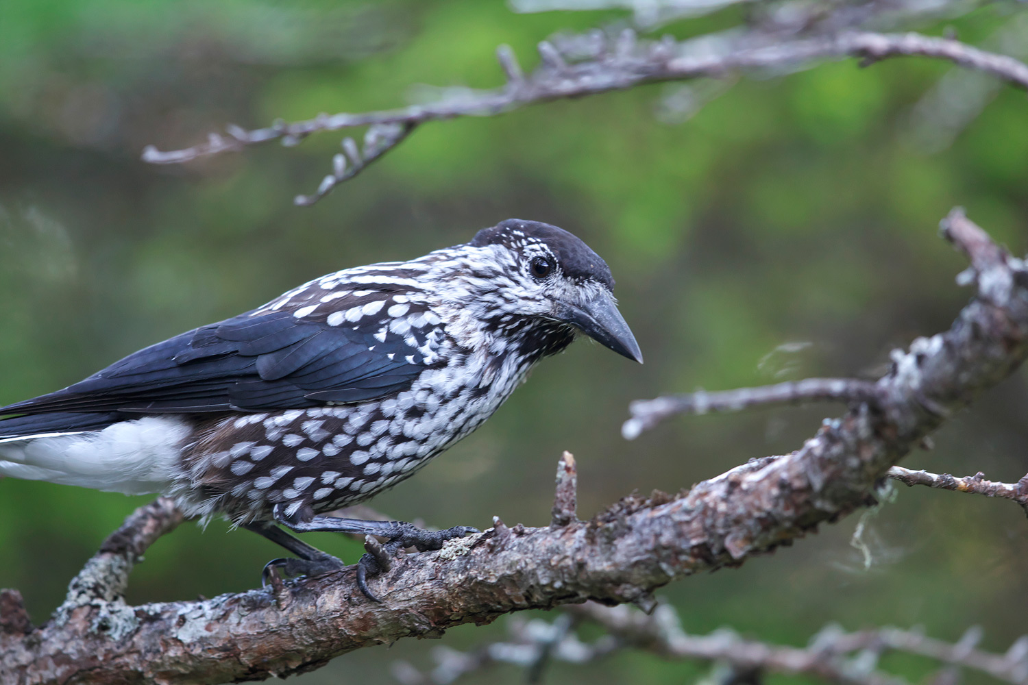 ホシガラス Spotted Nutcracker_d0013455_6461239.jpg