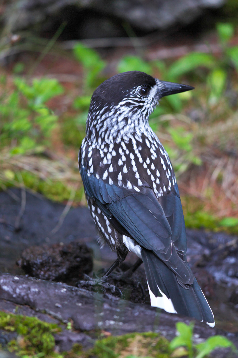 ホシガラス Spotted Nutcracker_d0013455_6463089.jpg