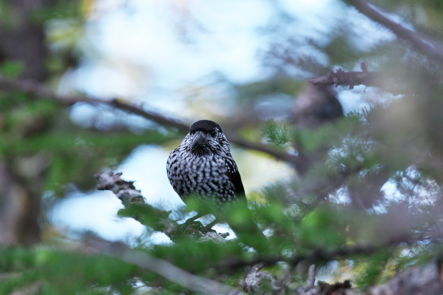 ホシガラス Spotted Nutcracker_d0013455_6473823.jpg