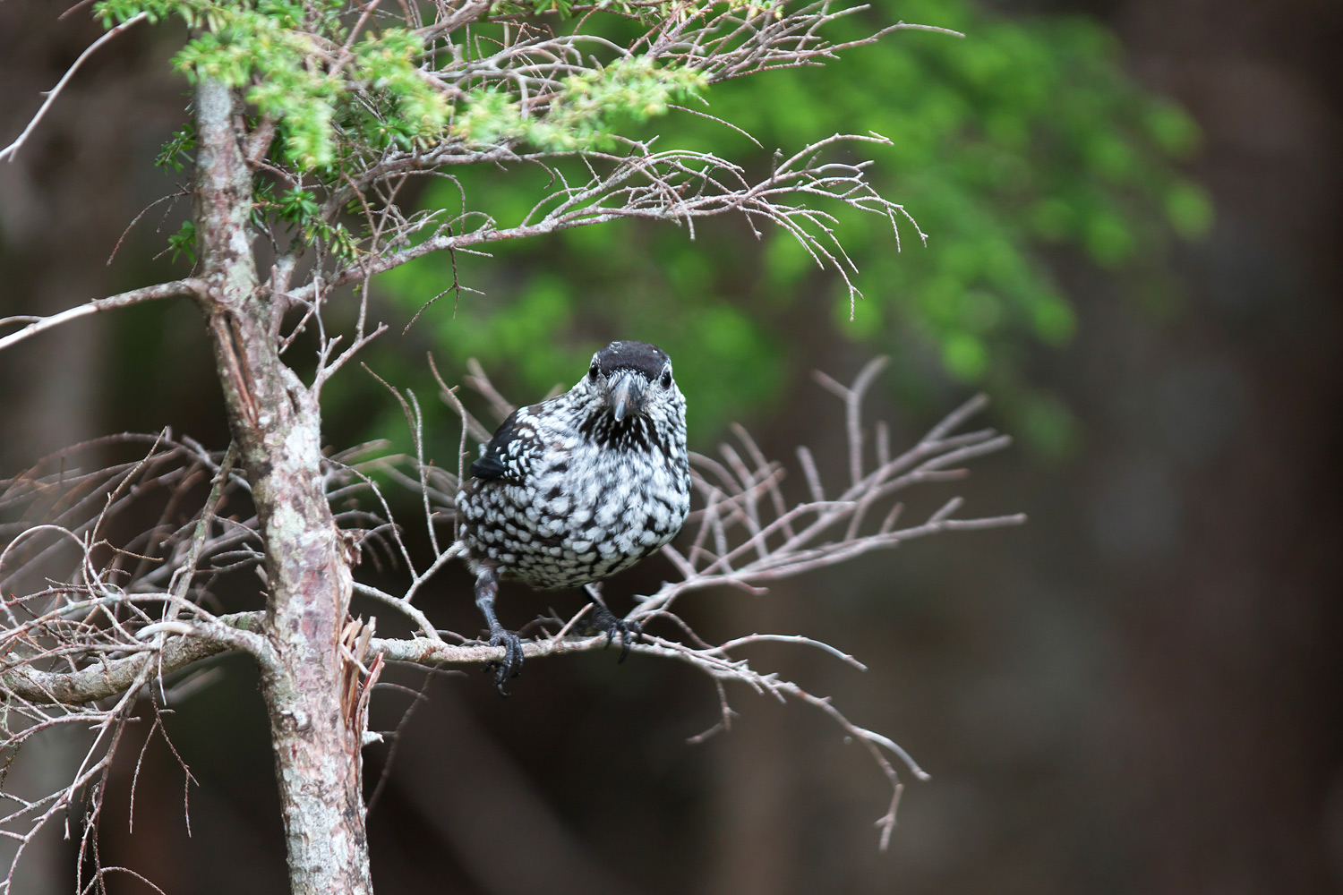 ホシガラス Spotted Nutcracker_d0013455_6484311.jpg