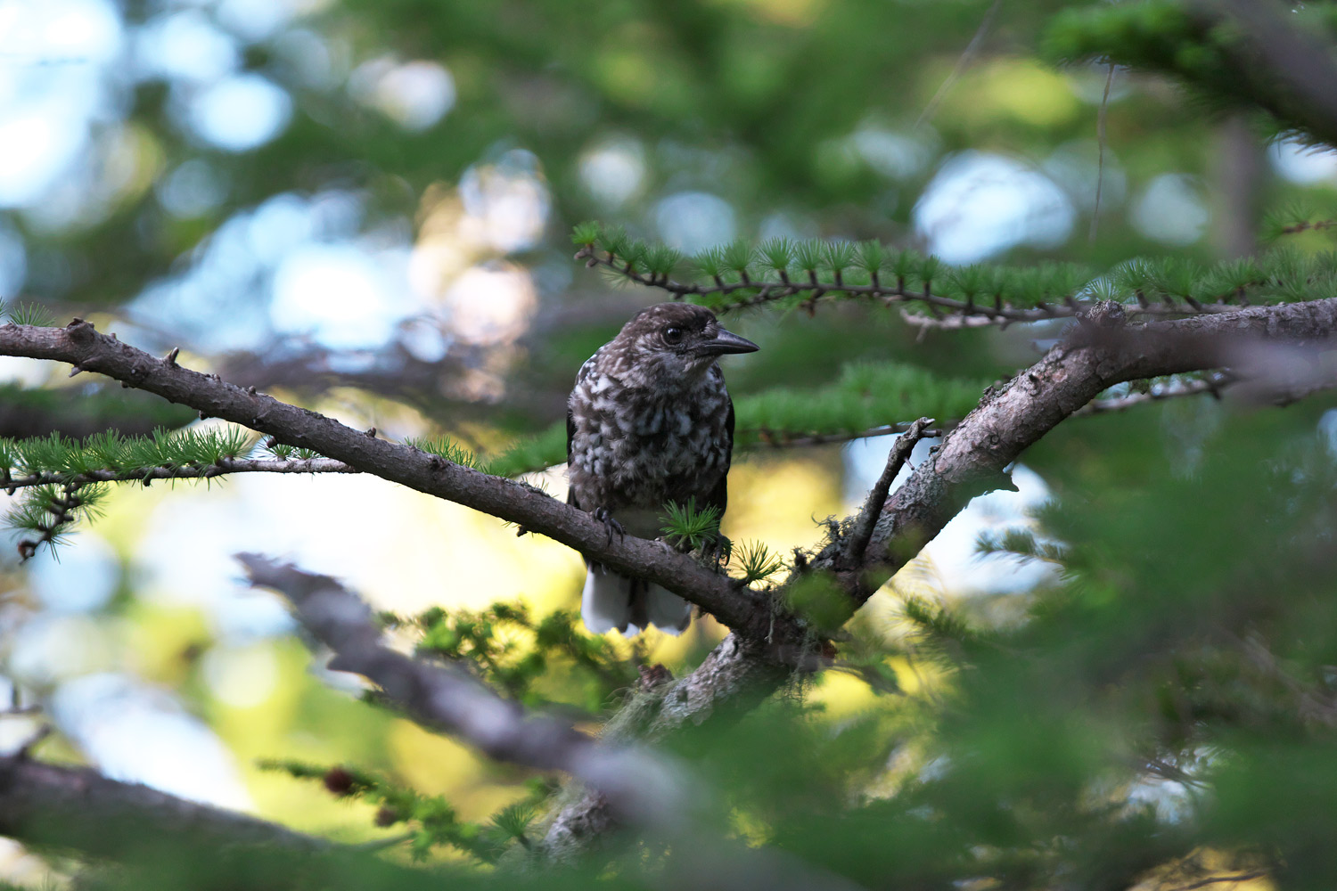 ホシガラス Spotted Nutcracker_d0013455_6503559.jpg