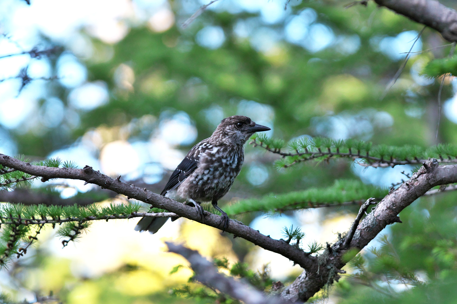 ホシガラス Spotted Nutcracker_d0013455_6511091.jpg