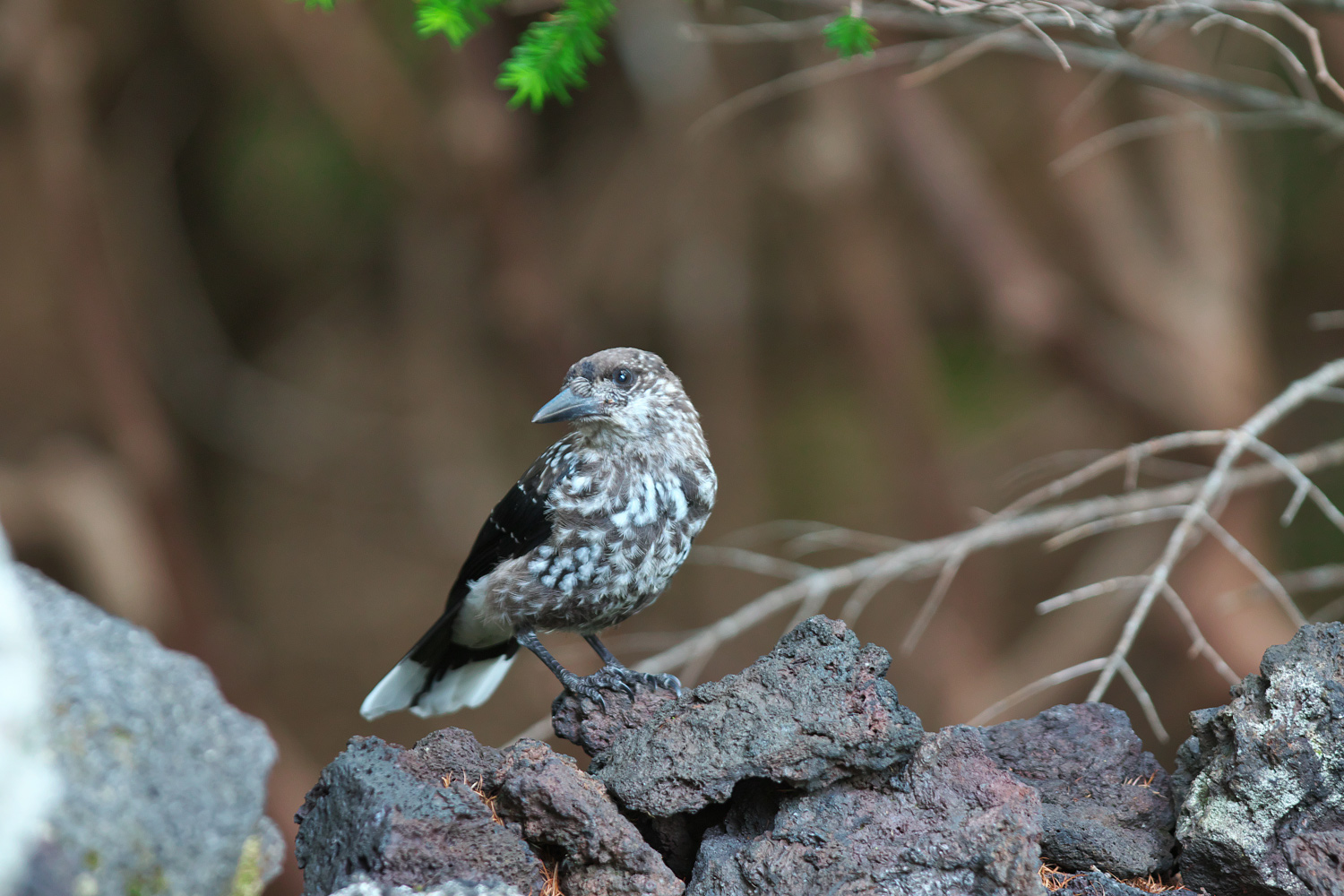 ホシガラス Spotted Nutcracker_d0013455_6512866.jpg