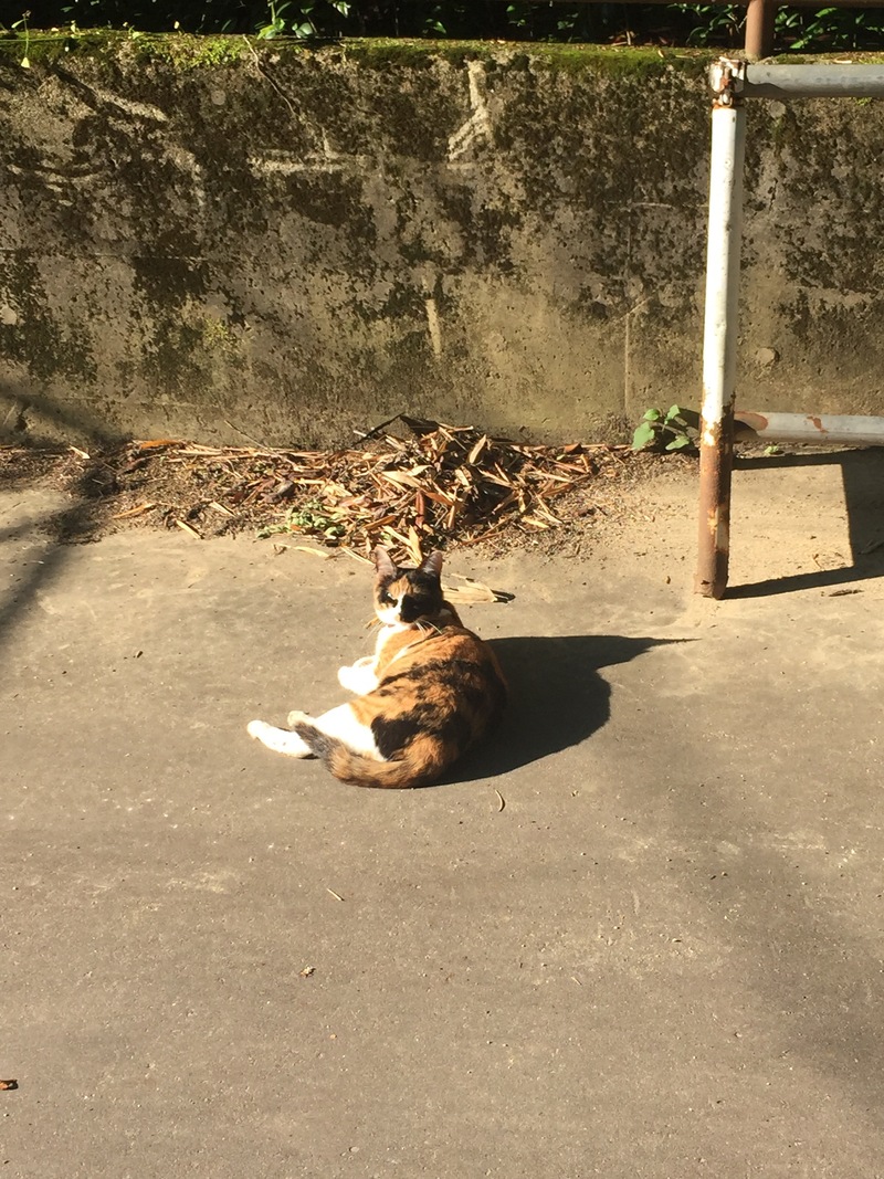 高齢者における抗血栓症法に関するエキスパートの意見:EHJ誌_a0119856_2295880.jpg