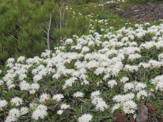 2015.6.25～7.10　北海道の山旅（中編）_c0219866_1843051.jpg