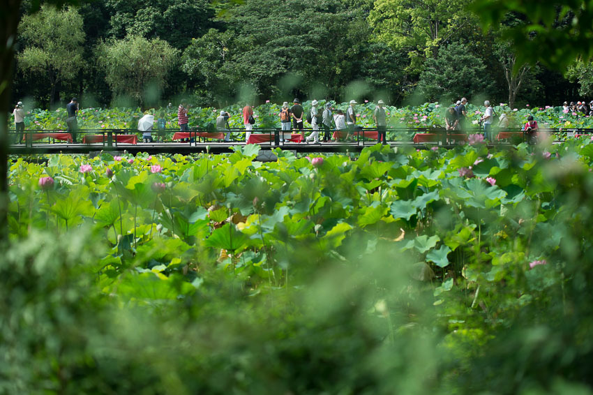 万博公園のはす池　連投です。_a0301676_06214639.jpg