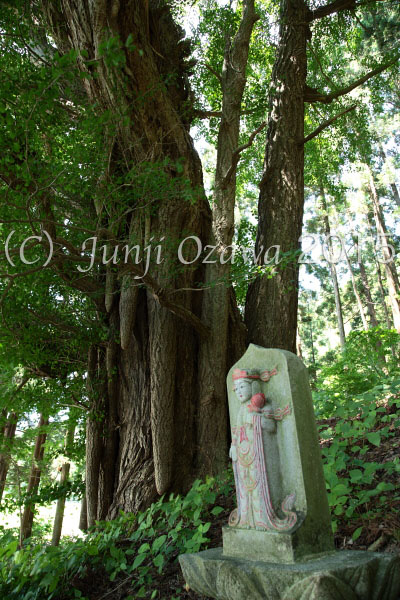 青森県西津軽郡鰺ヶ沢町 「気根（きこん）」_c0195281_8391390.jpg