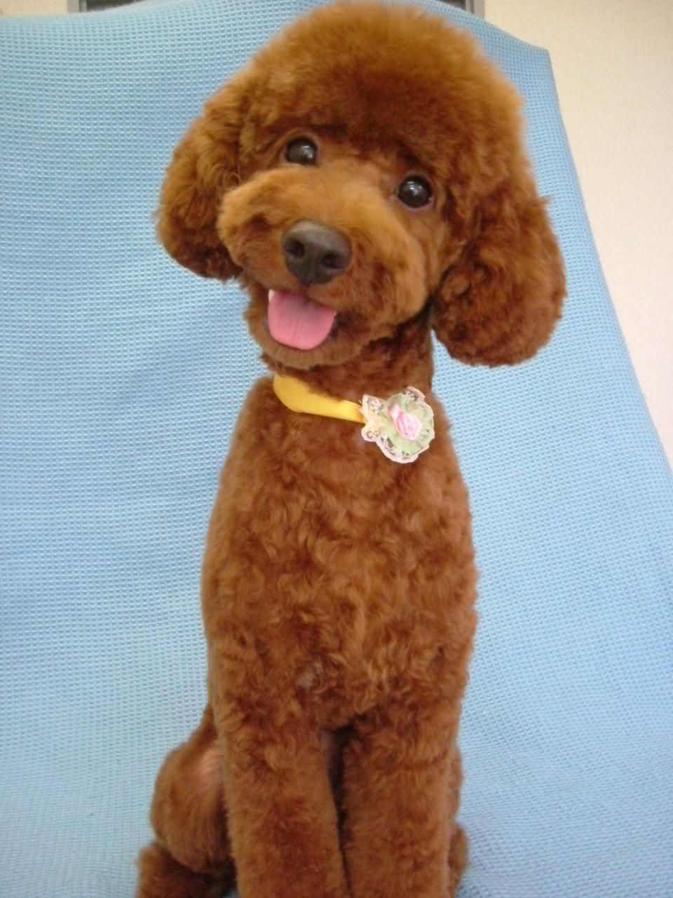 スマートマッシュルームのルイちゃんサマーカットで夏をのりきるヨ ふぉるむm A 千葉市 トリミングサロン 犬の美容室 千葉県 千葉市 花見川区 ペットサロン 検見川町3 340 18 ワンちゃんのカットハウス 千葉043 301 2995 10 00 19 00